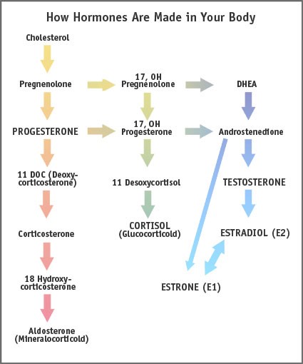 cholesterol hormone chart